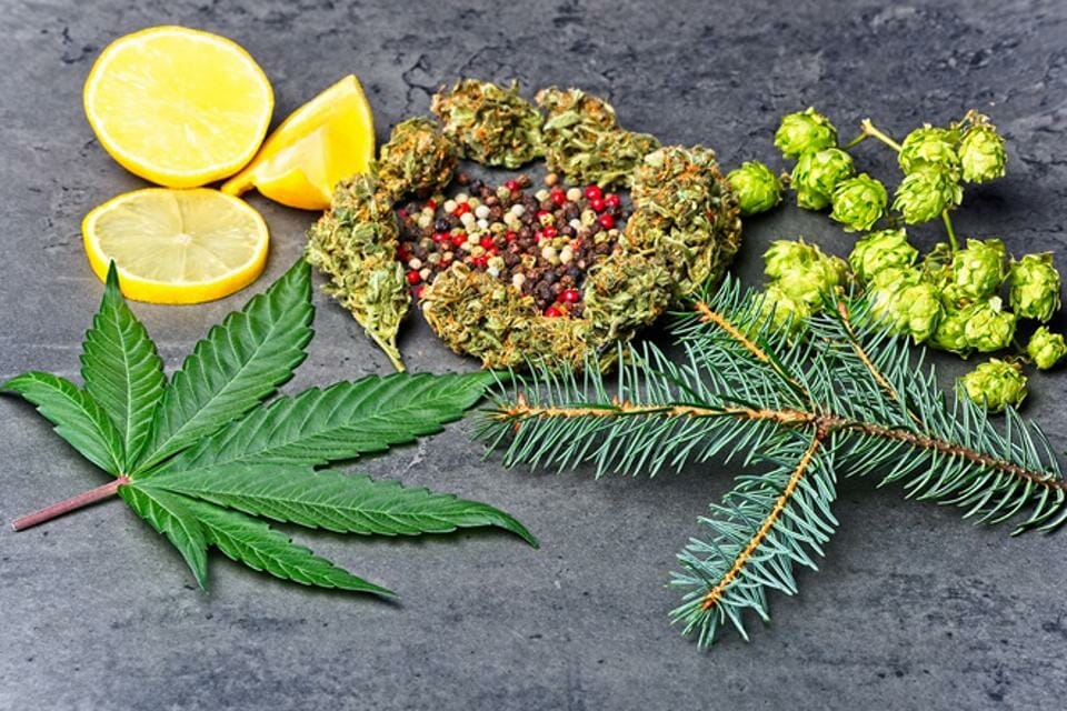 Cannabis bud and leaf with hops, pepper, lemon and fir needles, all plants that have terpenes, volatile organic compounds found in many plants including cannabis, have been shown to have antiviral properties in many scientific studies.